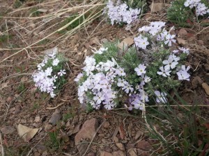 Wildflower on Carbonate in Sun Valley, ID